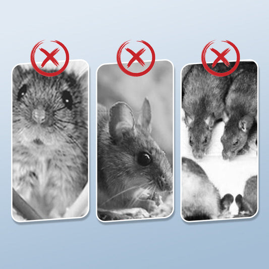 🐀 BUY 1 - GET 1 FREE! ✨ Reusable Rat Trap - Highly Sensitive Trigger, Safe for Children/Pets, Eco-Friendly Design 🏡🔧